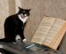 hudebně nadaná kočka.jpg